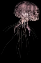 Jellyfish